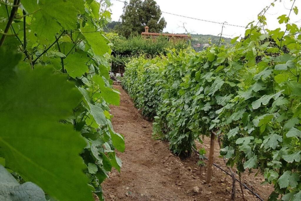 La Tagora Conect With The Nature & Relax إيكود ذي لوس فينوس المظهر الخارجي الصورة